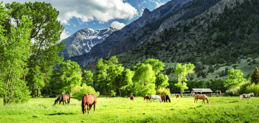 Majo Ranch featured image