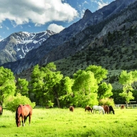 Majo Ranch