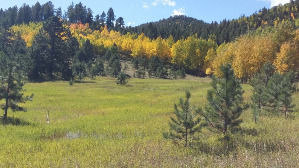 Recreational Mountain Land with Pond For Sale in Cripple Creek CO featured image