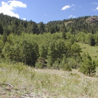 Recreational Mountain Land with Pond For Sale in Cripple Creek CO images 6