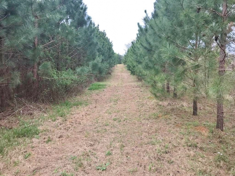 90 Acres Hunting Timber Land for Sale  Smith County  MS featured image
