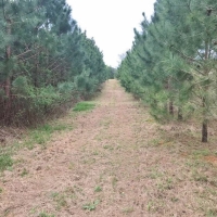 90 Acres Hunting Timber Land for Sale  Smith County  MS