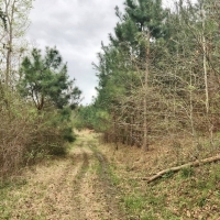 90 Acres Hunting Timber Land for Sale  Smith County  MS images 2
