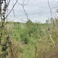 90 Acres Hunting Timber Land for Sale  Smith County  MS images 3