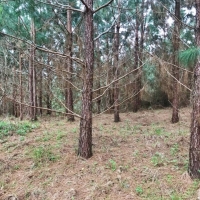 90 Acres Hunting Timber Land for Sale  Smith County  MS images 4
