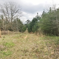 90 Acres Hunting Timber Land for Sale  Smith County  MS images 5