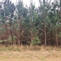 90 Acres Hunting Timber Land for Sale  Smith County  MS images 6