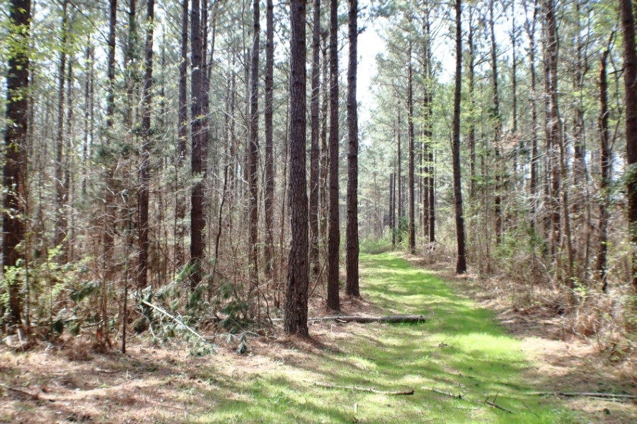 41 Acres in Madison County in Camden  MS featured image
