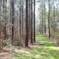 41 Acres in Madison County in Camden  MS