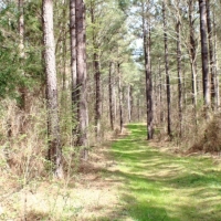 41 Acres in Madison County in Camden  MS images 2