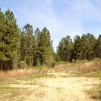 41 Acres in Madison County in Camden  MS images 3