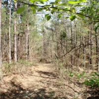 41 Acres in Madison County in Camden  MS images 4