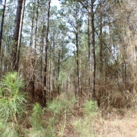 41 Acres in Madison County in Camden  MS images 5