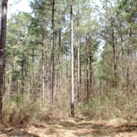 41 Acres in Madison County in Camden  MS images 6
