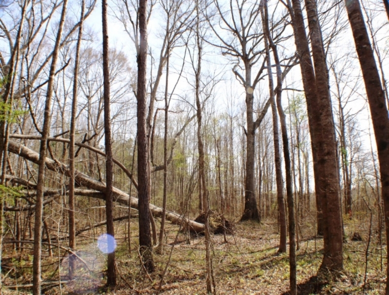 58 Acres in Madison County in Camden  MS featured image