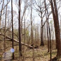 58 Acres in Madison County in Camden  MS images 1