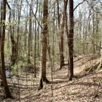 58 Acres in Madison County in Camden  MS images 3