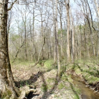 58 Acres in Madison County in Camden  MS images 4