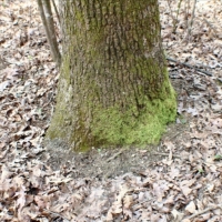 58 Acres in Madison County in Camden  MS images 5
