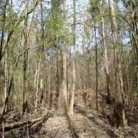 58 Acres in Madison County in Camden  MS images 6