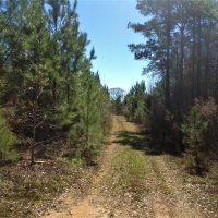 45-021-piney-woods-creek images 2