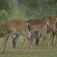 The Popenhager Camp at Big Cypress National Preserve images 6