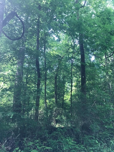 3.09 Wooded Acres In NPSD featured image