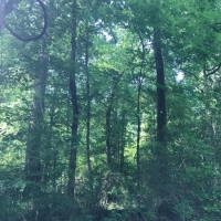 3.09 Wooded Acres In NPSD images 1