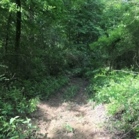 3.09 Wooded Acres In NPSD images 4