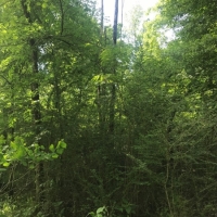3.09 Wooded Acres In NPSD images 5
