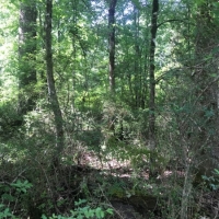 3.09 Wooded Acres In NPSD images 6