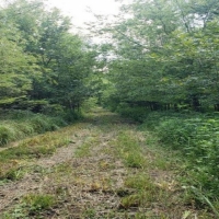 Country Home &nbsp; Hunting Land For Sale in Northeast TX images 4