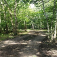 Country Home &nbsp; Hunting Land For Sale in Northeast TX images 5