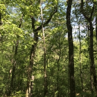 Shelby Timber Tract images 2