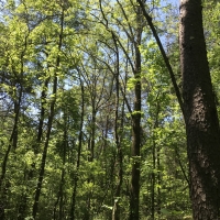 Shelby Timber Tract images 3