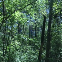 Shelby Timber Tract images 4