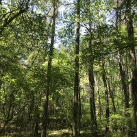 Shelby Timber Tract images 5