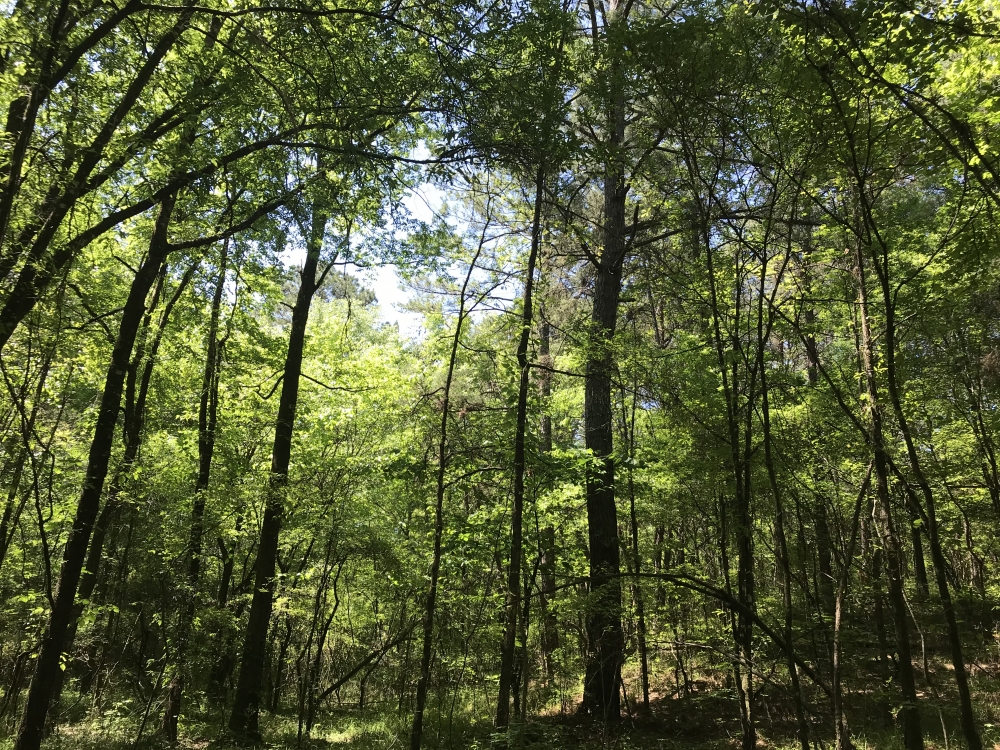 Shelby Timber Tract featured image