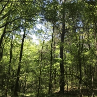 Shelby Timber Tract