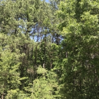 Shelby Timber Tract images 6
