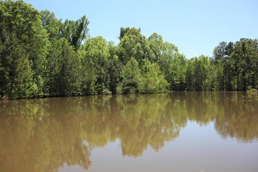 Great Homesite or Hunting Property featured image