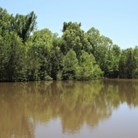 Great Homesite or Hunting Property images 2