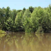 Great Homesite or Hunting Property images 3