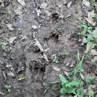 Great Homesite or Hunting Property images 4