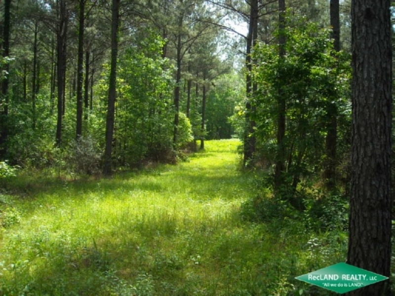 80 ac Cheap Timberland due to Lease Hunting Land for Sale