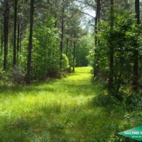 80 ac - Cheap Timberland due to Lease