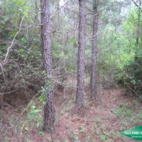 80 ac - Cheap Timberland due to Lease images 2