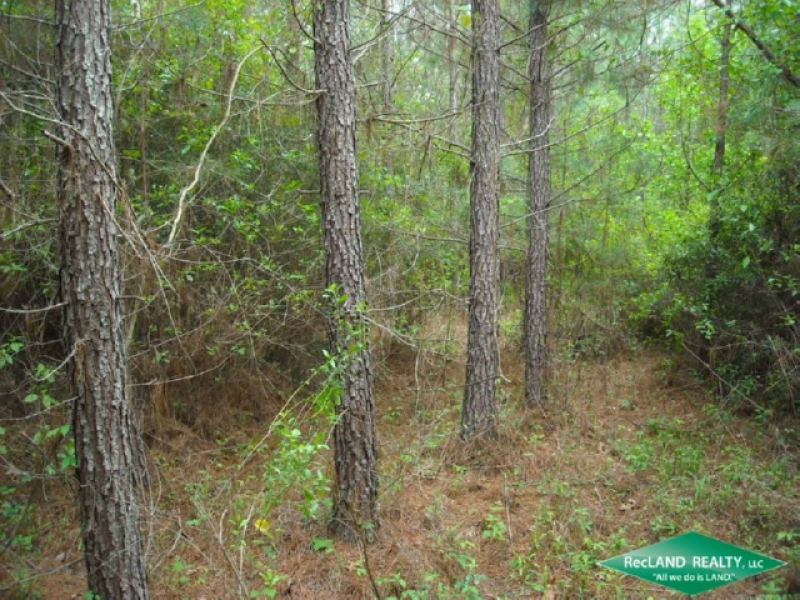 80 ac Cheap Timberland due to Lease Hunting Land for Sale