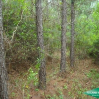 80 ac - Cheap Timberland due to Lease images 3