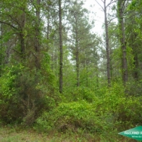 80 ac - Cheap Timberland due to Lease images 4